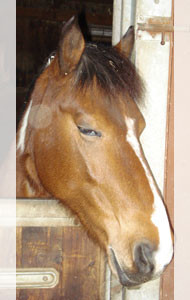 Cours d'équitation